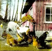 A Fridolf Persson var lärare i Årstad 1904-1912, Fritsla 1912-1920, Släp 1921-27 och Skrea 1927-41. Enl. sonen Einar Persson. A Fridolf Persson hade sitt föräldrarhem i Attarp Ljungby.