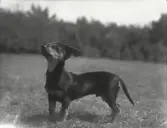 A Fridolf Persson hade sitt föräldrarhem i Attarp Ljungby. A Fridolf Persson var lärare i Årstad 1904-1912, Fritsla 1912-1920, Släp 1921-27 och Skrea 1927-41. Enl. sonen Einar Persson.