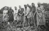 Bild 1:Att luka betor var ett strängt arbete. Här är det en grupp polskor från flyktinglägret i Heberg som 1945 hjälper till på Backagård, granne med lägret i folkskolan.(Foto genom Ulla Holmers)  Bild 2 o 3: Även vid höskörden deltog polskorna på gårdarna runt om i Heberg. (Fotot genom Siw Ranlid.)