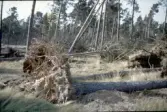 Skador på Hertingsskogen bredvidTullbroskolan efter septemberstormen 1969.