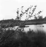 I förgrunden Betula nana, dvärgbjörk, invid Lillagölen i Rogberga socken.