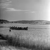 Odlad mark i dalgången mot Tenhult. Till vänster Häljaryd Uppegård 2:8 och Häljaryd Nedergård 1:13. I bakgrunden syns Tenhult samhälle och höjderna ovanför Mjälaryd.