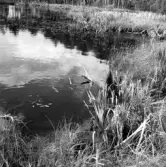 Gölen på Turba mosse i Rogberga socken.