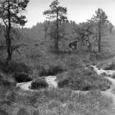 Mossen väster om Hults skola i Rogberga socken.