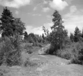 Från ägorna till Mjälaryds Norrgård 3:4 år 1938. Sedan 1965, bortom grinden, finns bebyggelse längs Högalundsvägen.