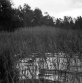 Rogbergasjön med kraftig vegetation runt stränderna.