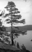 Utsikt från Uvaberget över Tenhultasjön, vid kanten växer en tall.