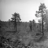 Mossen väster om Hult i Rogberga socken.