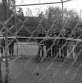 År 1961 på våren är klass 6 från Österängsskolan i Jönköping på skolresa i Småland tillsammans med sin lärare Göte Ohlsson. På väg till Lindhammars glasbruk blir det ett besök i Nässjö Stadspark.
På Österängsskolan var det tradition att man i 4:an åkte till Vadstena och Omberg, i 5:an till Västergötland (Falbygden, Skara, Varnhem) och i 6:an en resa till glasbruk i Småland.