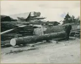 Levene såg. Arbete med att ta fram stommen till Vänersborgs kyrkas nya tornspira