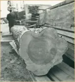 Levene såg. Arbete med att ta fram stommen till Vänersborgs kyrkas nya tornspira