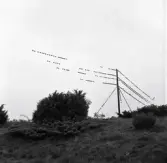 Flyttfåglar på hösten. Starar som sitter på telefontrådar i kustlandskap.