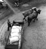 Artur Johansson, Vallby, med kvarnlass vid Torpa kvarn. Bönderna i Ölmevallla och Fjärås brukade mala sitt mjöl i Torpa kvarn. Kvarnen var särskilt bra eftersom man kunde få tre sorters mjöl: sikt, toppmalet, sammalet.