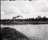 Nårunga. Svanhopp i Säveån