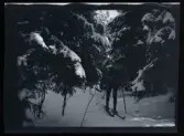 Sven Morthensen (senare Otterbeck) på skidtur i skogen.