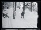 Pojke åker skidor nedför en liten backe på tomten till Villa Solveden, Djursholm.