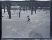 En hund i snön på tomten till familjen Morthensens villa Solveden, Djursholm.