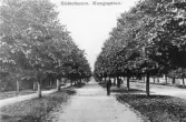 Vykort från Kungsgatan i Söderhamn med stadsparken till vänster. Foto omkring år 1900.