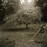 Äppelträdet vid 