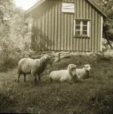 Här har Erik fotograferat sina tre får vid stugans gavel. 