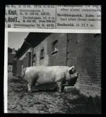 Tabeller över grisproduktion.. Dir. Celsing.
Ur Gustaf Åhmans samling.