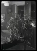 Växter inomhus, Fru Löfgren, (Snickaremäst.)
Ur Gustaf Åhmans samling.