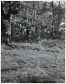 Västra Tunhem. Järnåldersgravfält vid Storekulle