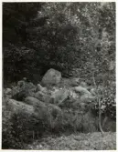 Västra Tunhem. Halleberg. Russklev