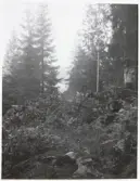 Västra försvarsvallen i Storgårdsklev på Halleberg. Övre tvärvallen.