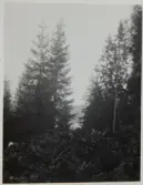 Västra försvarsvallen i Storegårdsklev på Halleberg. Nedre tvärvallen