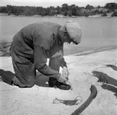 Säljakt på Harstena