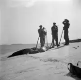 Säljakt på Harstena