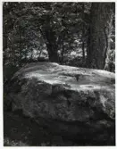 Vänersnäs, Ängehagen