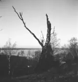 Björk träffad av blixt