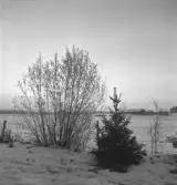 Från Anderstorp mot Gustens hage