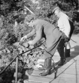 Vall och Eskil vittjar från bron