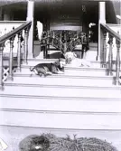 Foto av hundarna Prim och Hobby som ligger i trappan (enligt bildtext i album).