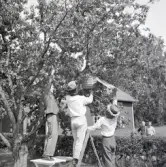 Nedtagning av bisvärm