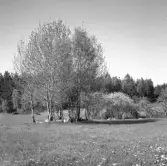 Körsbärblom i Karlshaga