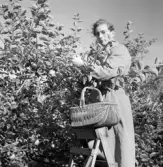 Folke plockar äpplen