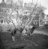 Ylsie, Eva och Dagny sår