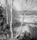 Folke målar Köttön