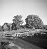 Kossor på väg till mjölkning