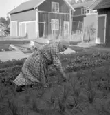 Alf Blockings mor rensar i landet