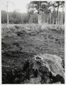Vänersnäs. Gravfält nära Olofstorps skola