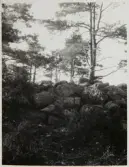 Vänersnäs. Bronsåldersröse vid Stockevik