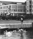 Svanar matas i Söderhamnsån. Foto 1960-tal.