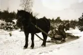 Snyggs Karl bakom hästen på ett lass med stockar i snön.