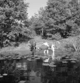 Kor dricker vatten i ån