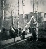 Pojken Lennart Berndtsson står intill en inhägnad med hönor. Solhemsgatan 35 på Solängen i Mölndal, cirka 1955.